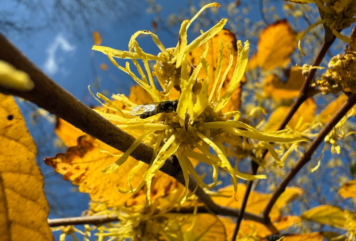 Witch Hazel: The Golden Holdout
